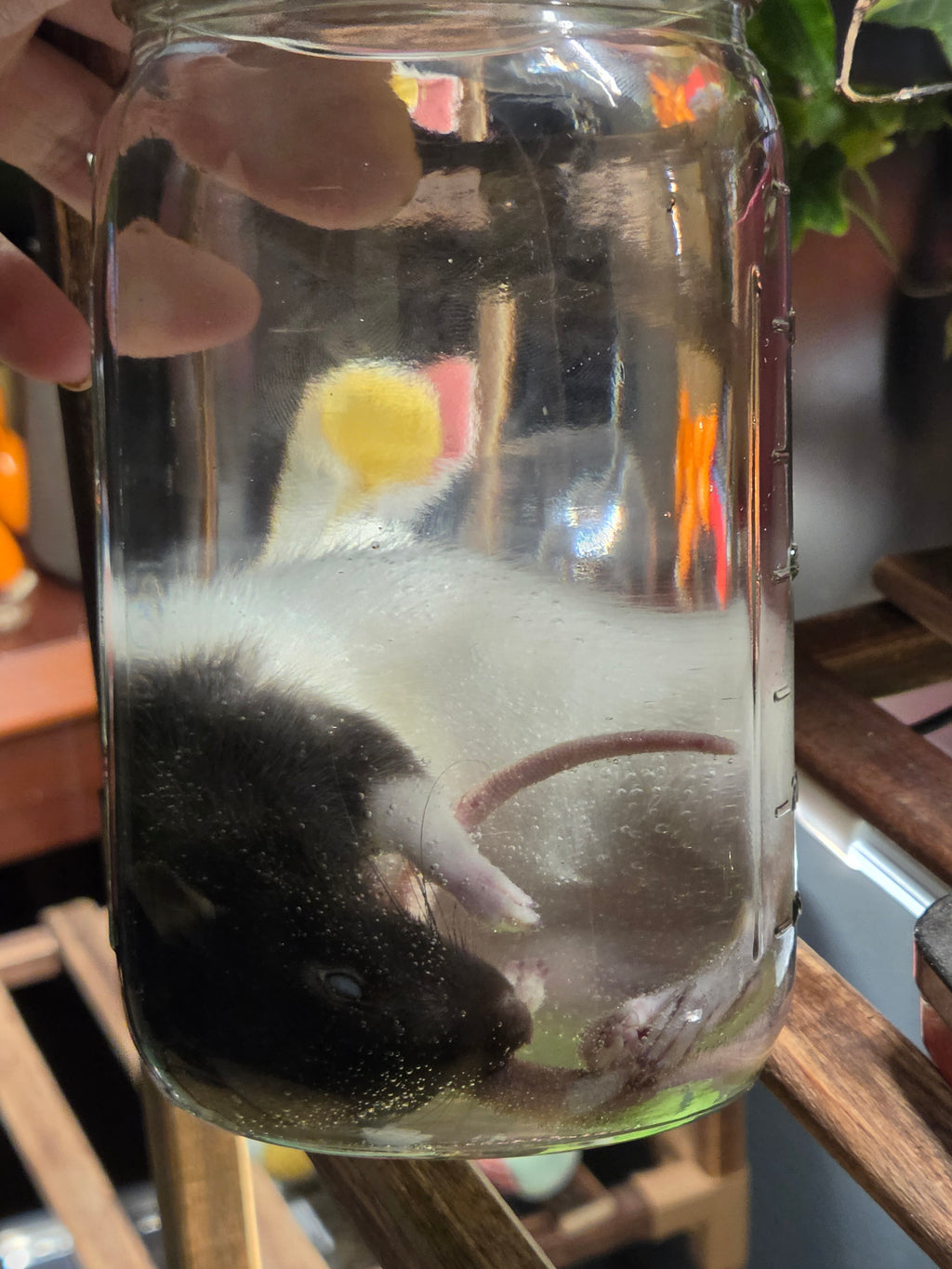 Dot - Ethanol Preserved