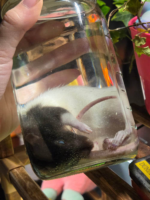 Dot - Ethanol Preserved